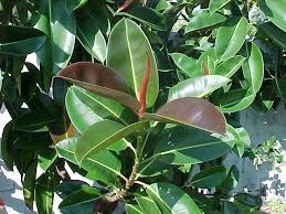 Árbol del caucho («Ficus elastica»)