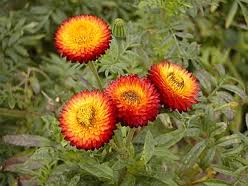 Flor de papel («Helichrysum bracteatum»)