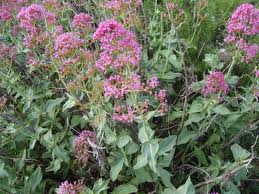 Hierba de San Jorge («Centranthus ruber»)