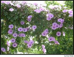 Ipomea, Don diego de día («Ipomoea purpurea»)