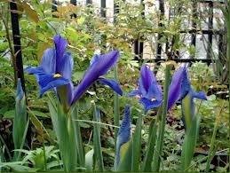 Iris de Holanda, Lirio español («Iris xiphium»)