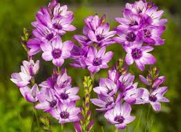 Ixia: una planta muy llamativa («Ixia spp.»)