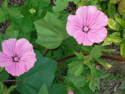 Malva real, Malvarrosa («Althaea rosea»)
