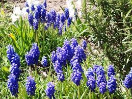 Muscaris, Nazarenos («Muscari armeniacum»)