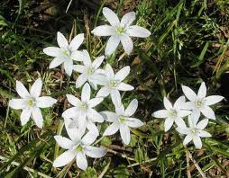 Estrella de Belén («Ornithogalum umbellatum»)