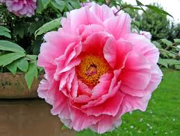 Peonia china («Paeonia lactiflora»)