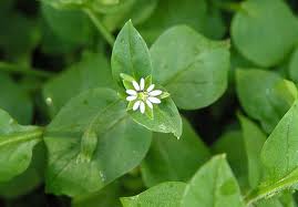 lsine («Stellaria media»)