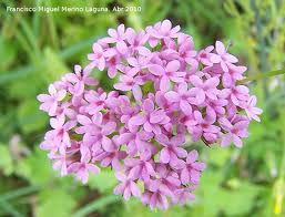Alfeñique andaluz («Centranthus macrosiphon»)
