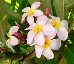 Frangipani («Plumeria rubra»)
