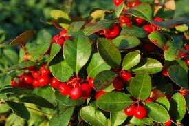 Gaulteria («Gaultheria procumbens»)