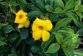 Jazmín de Cuba («Allamanda cathartica»)