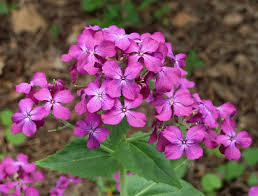 Lunaria («Lunaria annua»)