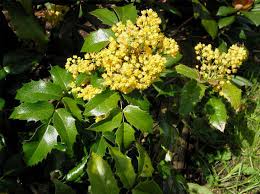 Mahonia («Mahonia aquifolium»)