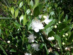 Mirto («Myrtus communis»)