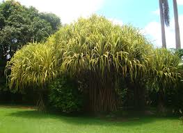 Pandano («Pandanus utilis»)