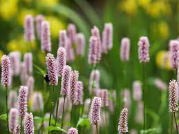 Persicaria («Polygonum persicaria»)