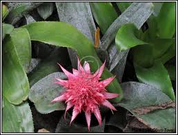 Piñuela (Aechmea fasciata)