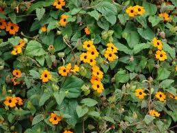 Tunbergia, Ojo de poeta («Thunbergia alata»)