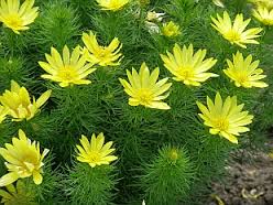 Ojo de perdiz («Adonis vernalis»)
