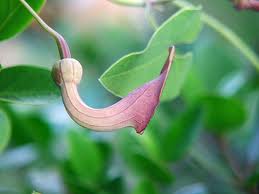Aristoloquia («Aristolochia baetica»)