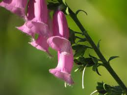 Dedalera («Digitalis purpurea»)