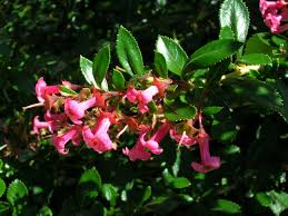 Siete camisas («Escallonia rubra»)