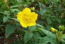 Plantas medicinales – Hierba de San Juan