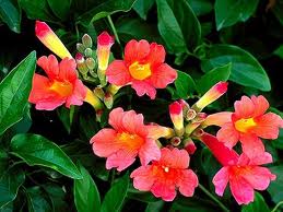 Piscuala («Quisqualis indica»)