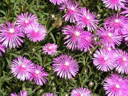 Plantas medicinales – Uña de gato
