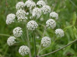 Plantas medicinales – La cicuta