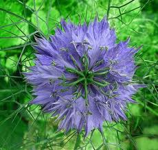 Arañuela («Nigella damascena»)
