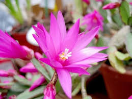 Cactus de Navidad («Schlumbergera truncata»)