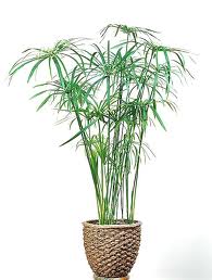 Paragüitas («Cyperus alternifolius»)