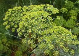 Plantas Medicinales – El Eneldo