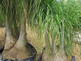 Pata de elefante («Beaucarnea Recurvata»)