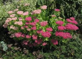 Sedum de otoño («Sedum spectabile»)