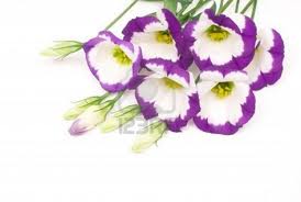 Eustoma («Eustoma grandiflorum»)