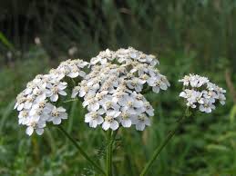 Plantas medicinales – La Milhojas