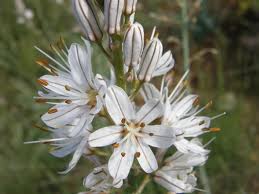 Gamonita («Asphodelus fistulosus»)