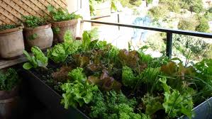 Aspectos a considerar en el cultivo de las Plantas