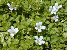 Generalidades de las Plantas Medicinales