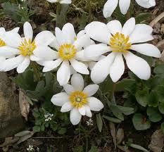 Bloodroot – Sanguinaria Canadensis