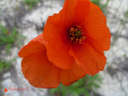 Amapola (Papaver rhoeas)