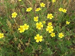 Cinquefoil