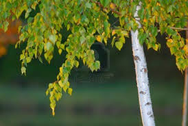 Abedul – (Betula)