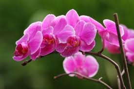 Consejos básicos para cultivar orquídeas