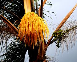 La palma Jerivá