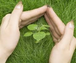 Protegiendo las plantas