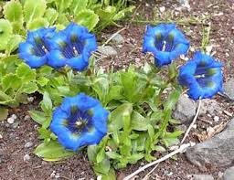 Genciana