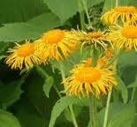 Enula – (Inula Helenium)